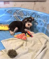 Sherlock, a male Miniature Schnauzer for sale in Millmont, PA – Photo 1 of 7