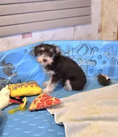 Sherlock, a male Miniature Schnauzer for sale in Millmont, PA – Photo 7 of 7