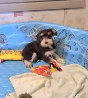 Sherlock, a male Miniature Schnauzer for sale in Millmont, PA – Photo 5 of 7