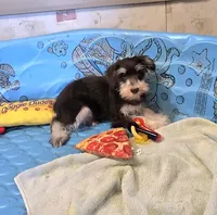 Sherlock, a male Miniature Schnauzer for sale in Millmont, PA – Photo 4 of 7