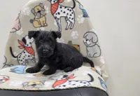 Violet, a female Scottish Terrier for sale in Millmont, PA – 2 of 5