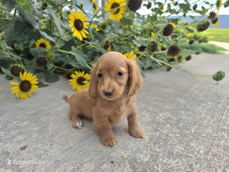 Hope – Miniature Dachshund puppy for sale in Millmont, PA