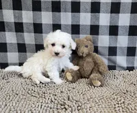 Blake, a male Bichon Frise for sale in Millmont, PA – Photo 2 of 5
