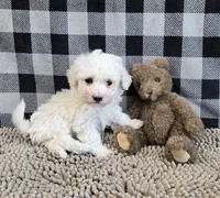 Blake, a male Bichon Frise for sale in Millmont, PA – Photo 1 of 5