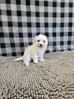 Blake, a male Bichon Frise for sale in Millmont, PA – Photo 5 of 5