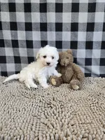 Blake, a male Bichon Frise for sale in Millmont, PA – Photo 3 of 5