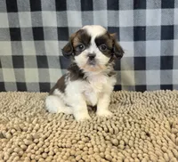 Aaron, a male Shih Tzu for sale in Millmont, PA – 4 of 4