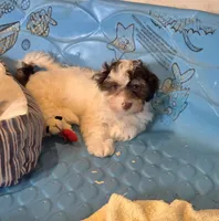 Hank, a male Havanese for sale in Millmont, PA – 5 of 5