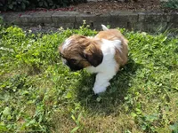 Andy, a male Shih Tzu for sale in Millmont, PA – 3 of 6