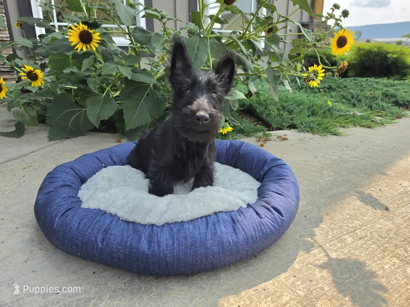 Willa – Scottish Terrier puppy for sale in Millmont, PA