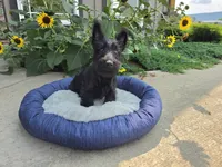 Willa, a female Scottish Terrier for sale in Millmont, PA – 1 of 8