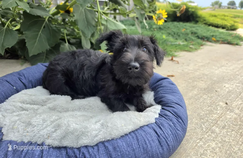 Wanda – Scottish Terrier puppy for sale in Millmont, PA