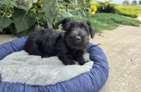 Wanda, a female Scottish Terrier for sale in Millmont, PA – 1 of 10