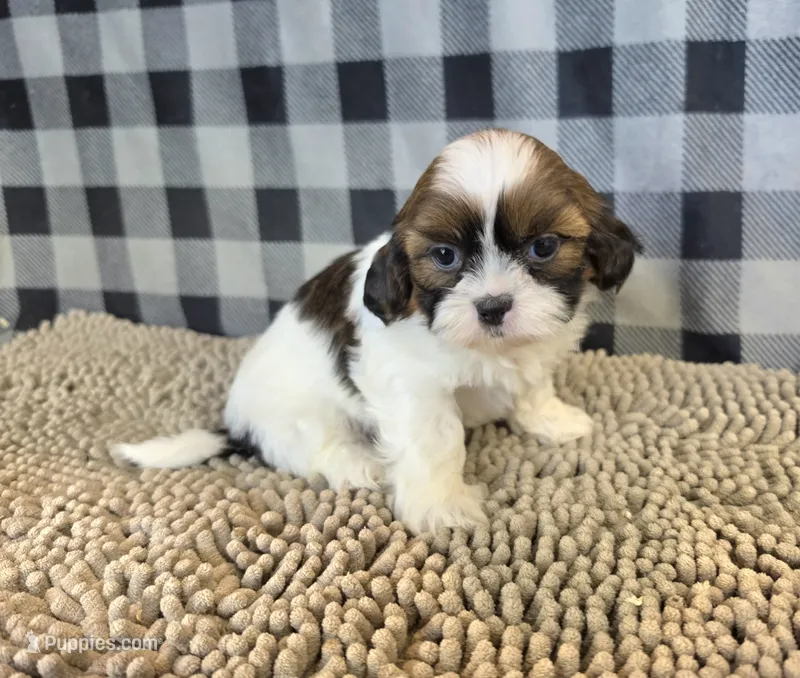 Adam – Shih Tzu puppy for sale in Millmont, PA