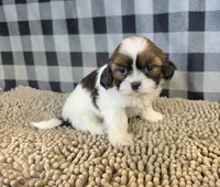 Adam, a male Shih Tzu for sale in Millmont, PA – 1 of 5