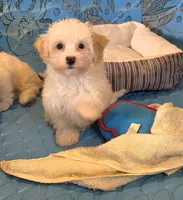Hans, a male Havanese for sale in Millmont, PA – 2 of 4
