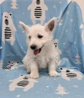 Parker, a male West Highland White Terrier for sale in Millmont, PA – 8 of 8