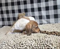 Kenny, a male Miniature Dachshund for sale in Millmont, PA – 6 of 8