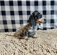 Nettie, a female Miniature Dachshund for sale in Millmont, PA – 6 of 6