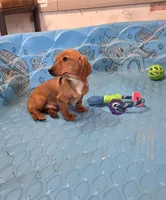 Boyd, a male Miniature Dachshund for sale in Millmont, PA – 4 of 10