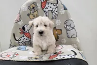 Velma, a female Scottish Terrier for sale in Millmont, PA – 2 of 5