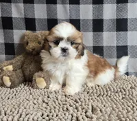 Samuel, a male Shih Tzu for sale in Millmont, PA – Photo 7 of 9