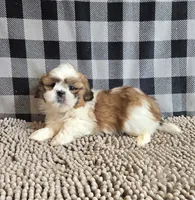 Samuel, a male Shih Tzu for sale in Millmont, PA – Photo 3 of 9