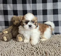 Samuel, a male Shih Tzu for sale in Millmont, PA – Photo 5 of 9