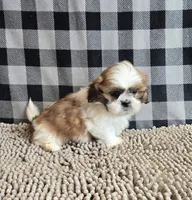 Samuel, a male Shih Tzu for sale in Millmont, PA – Photo 2 of 9