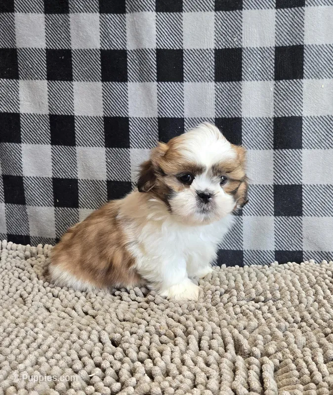 Samuel – Shih Tzu puppy for sale in Millmont, PA
