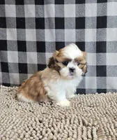Samuel, a male Shih Tzu for sale in Millmont, PA – Photo 1 of 9