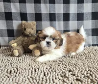 Samuel, a male Shih Tzu for sale in Millmont, PA – Photo 8 of 9