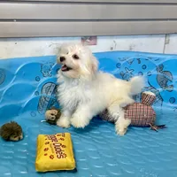 Sissy, a female Havachon for sale in Millmont, PA – Photo 5 of 9