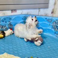 Sissy, a female Havachon for sale in Millmont, PA – Photo 7 of 9