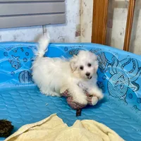 Sissy, a female Havachon for sale in Millmont, PA – Photo 3 of 9