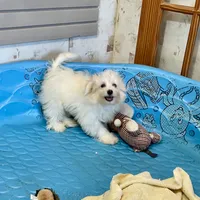 Sissy, a female Havachon for sale in Millmont, PA – Photo 8 of 9