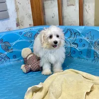 Sissy, a female Havachon for sale in Millmont, PA – Photo 2 of 9