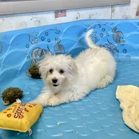 Sissy, a female Havachon for sale in Millmont, PA – Photo 1 of 9