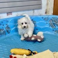 Sissy, a female Havachon for sale in Millmont, PA – Photo 9 of 9