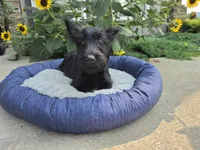 Willa, a female Scottish Terrier for sale in Millmont, PA – 7 of 8