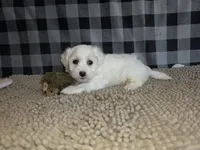 Stan, a male Bichon Frise and Coton de Tulear for sale in Millmont, PA – 3 of 6