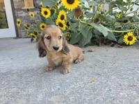 Heidi, a female Miniature Dachshund for sale in Millmont, PA – 6 of 10