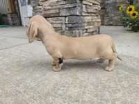 Harper, a male Miniature Dachshund for sale in Millmont, PA – 9 of 10