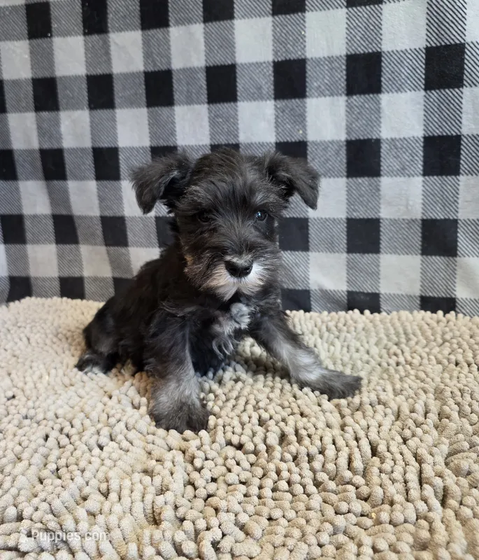 Sam – Miniature Schnauzer puppy for sale in Millmont, PA
