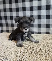 Sam, a male Miniature Schnauzer for sale in Millmont, PA – 1 of 8
