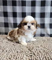 Sandra, a female Shih Tzu for sale in Millmont, PA – Photo 7 of 8