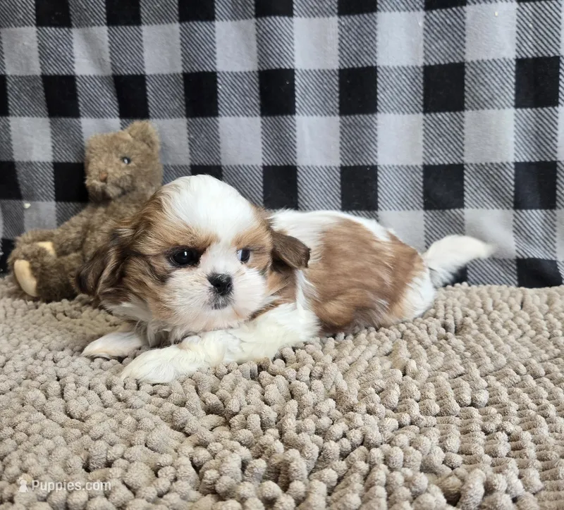 Sandra – Shih Tzu puppy for sale in Millmont, PA