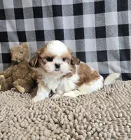 Sandra, a female Shih Tzu for sale in Millmont, PA – Photo 3 of 8