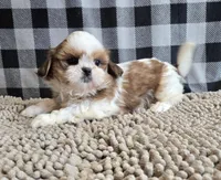 Sandra, a female Shih Tzu for sale in Millmont, PA – Photo 8 of 8