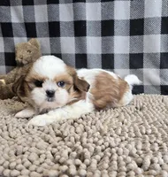 Sandra, a female Shih Tzu for sale in Millmont, PA – Photo 2 of 8